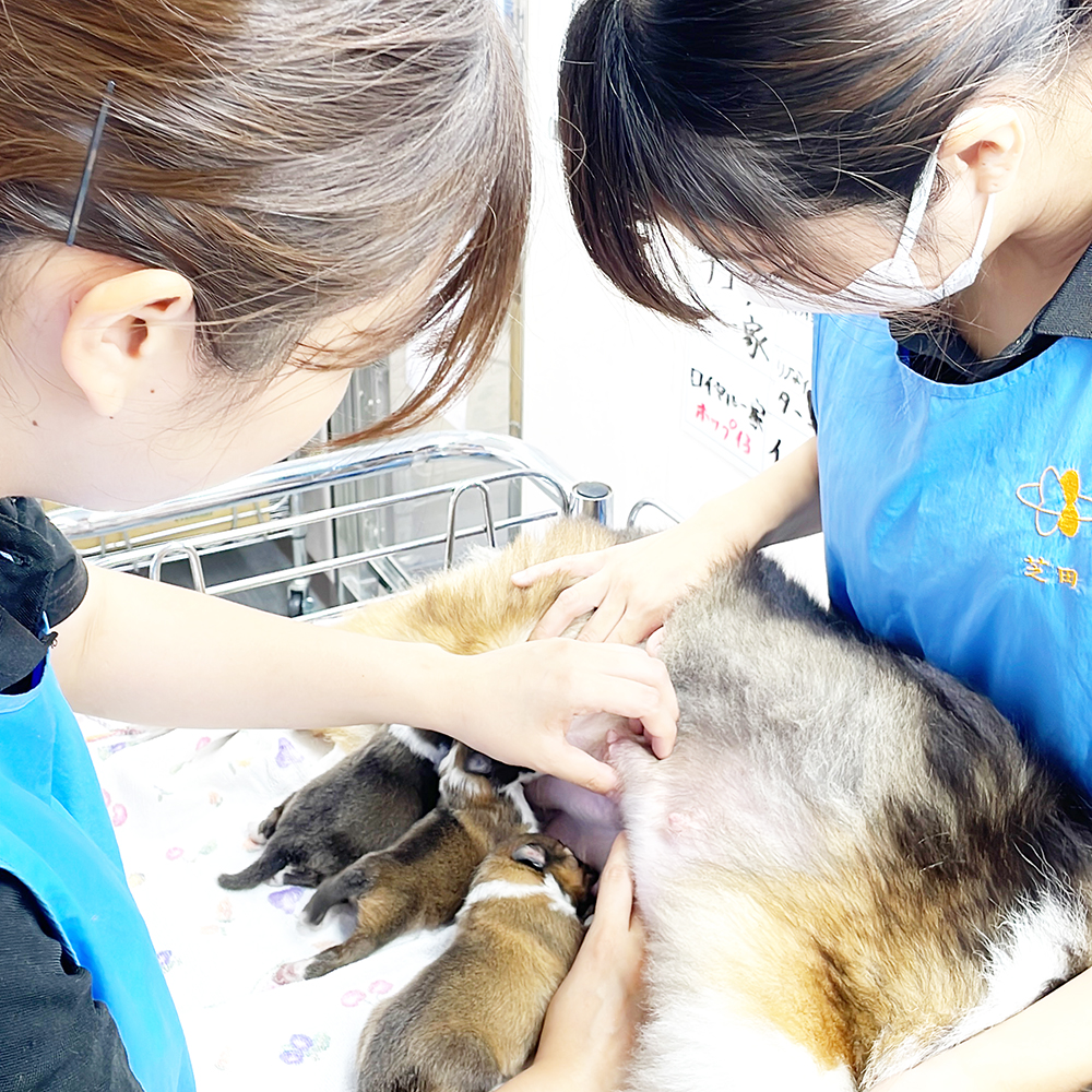 ２年生が子犬のお世話♪